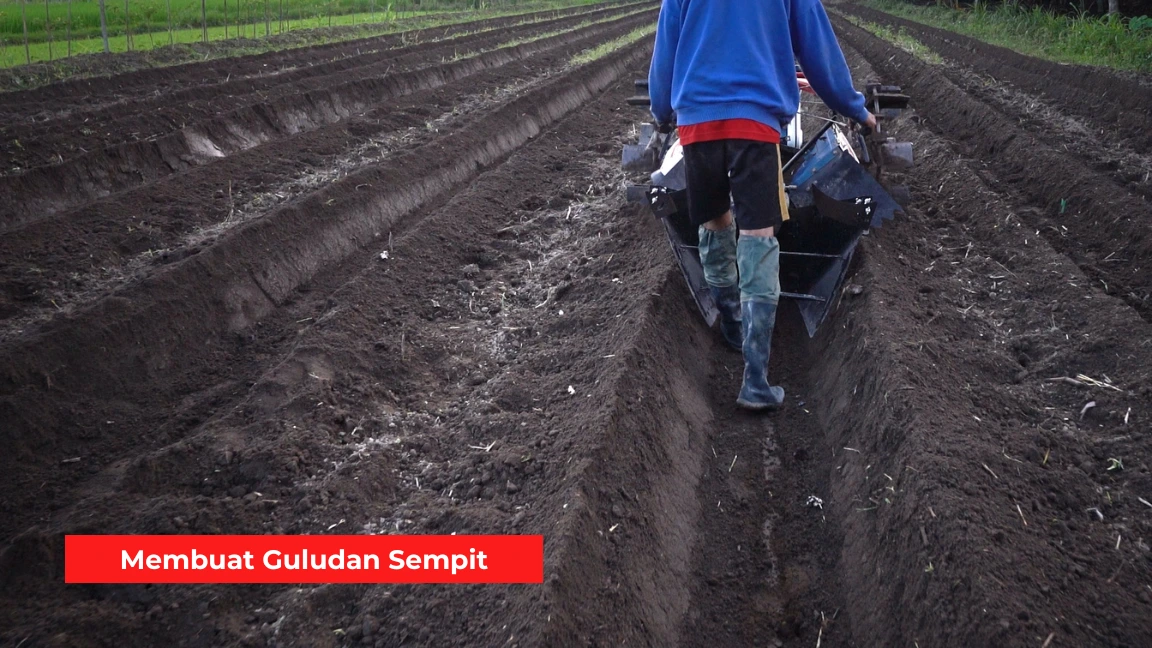 Guludan Sempit